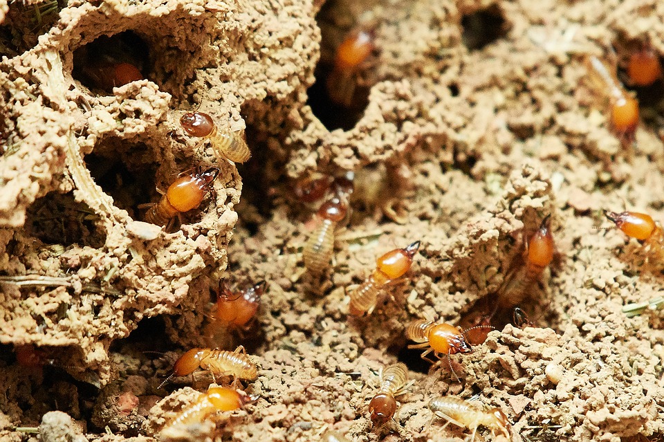 diagnostic termites Toulouse